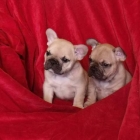 Adorable bouledogue franais fauve l.o.f