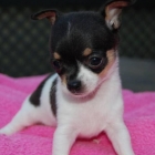 Je ne doivent chiots chihuahua pour vendre