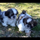 Tres beaux bebes shih-tzu disponible