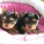 Tres jolie chiots yorkshire